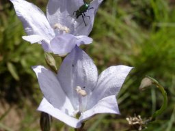 Wahlenbergia grandiflora flowers